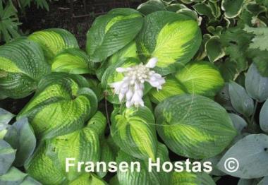 Hosta Paradigm