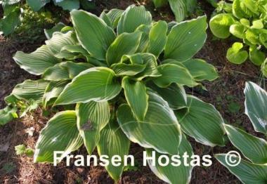 Hosta Paradise Backstage