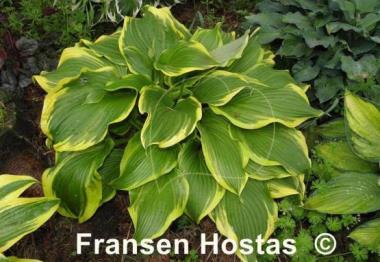 Hosta Paradise Backstage