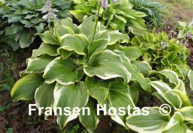 Hosta Paradise Backstage