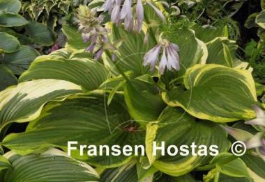 Hosta Paradise Backstage