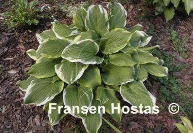 Hosta Paradise Backstage