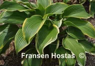 Hosta Paradise Backstage