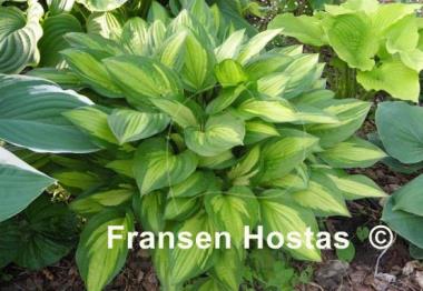 Hosta Paradise Beach