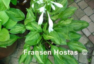 Hosta Paradise Beach