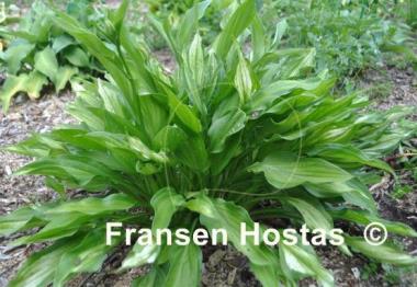 Hosta Paradise Beach