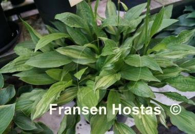Hosta Paradise Beach