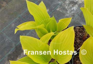 Hosta Paradise Beacon