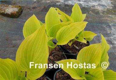 Hosta Paradise Beacon