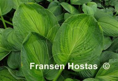 Hosta Paradise Big Wheel