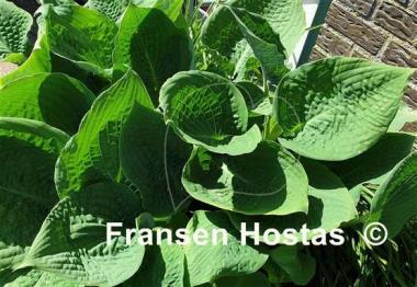 Hosta Paradise Blue Sky