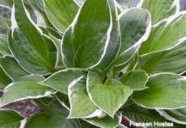Hosta Paradise Breeze