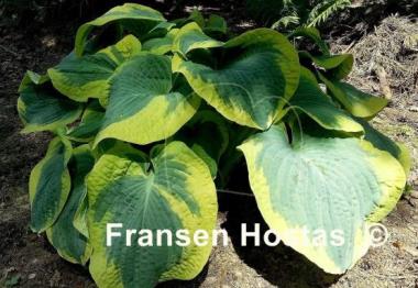 Hosta Paradise Expectations