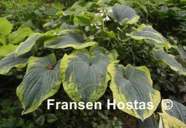 Hosta Paradise Expectations