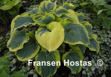 Hosta Paradise Expectations