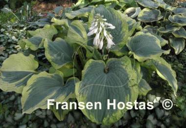 Hosta Paradise Expectations