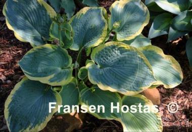 Hosta Paradise Expectations