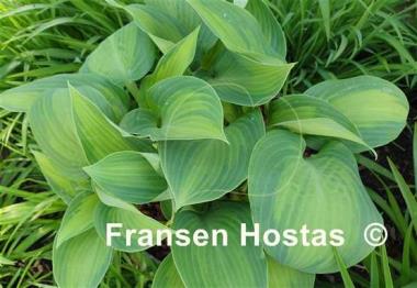 Hosta Paradise Flair