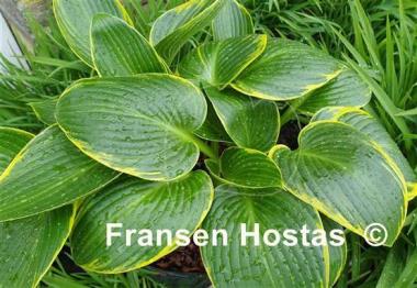 Hosta Paradise Frost