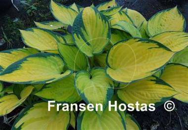Hosta Paradise Fruit