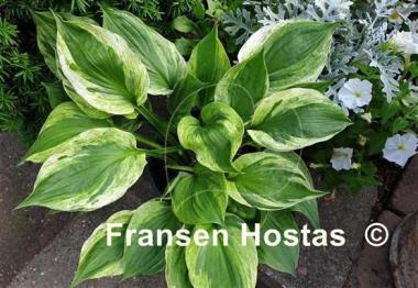 Hosta Paradise Glacier