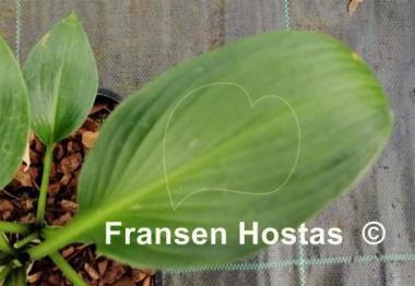 Hosta Paradise Glimmer