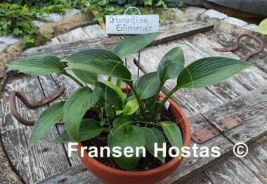 Hosta Paradise Glimmer