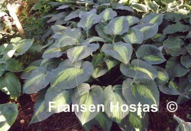 Hosta Paradise Glory