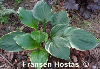 Hosta Paradise Gold Line