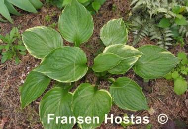 Hosta Paradise Gold Line
