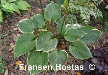 Hosta Paradise Gold Line