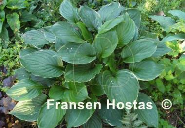 Hosta Paradise Gold Line