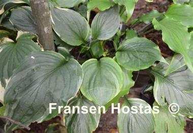 Hosta Paradise Gold Line