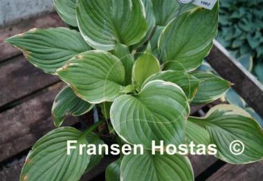 Hosta Paradise Gold Line