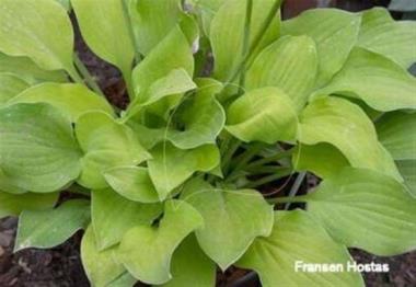 Hosta Paradise Goldheart