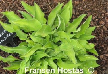 Hosta Paradise Goldheart