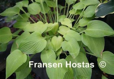 Hosta Paradise Goldheart