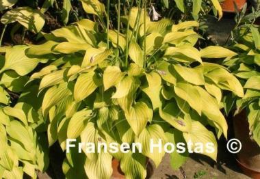 Hosta Paradise Goldheart