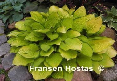 Hosta Paradise Island
