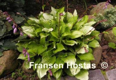 Hosta Paradise Island