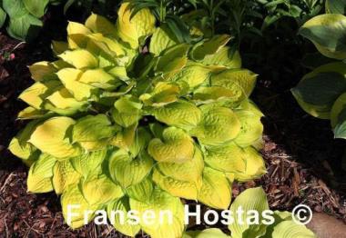 Hosta Paradise Island