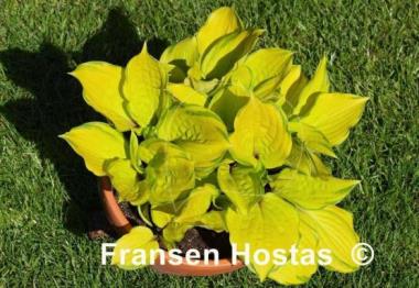 Hosta Paradise Island
