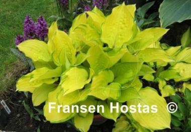 Hosta Paradise Island