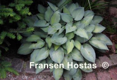 Hosta Paradise Joyce