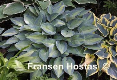 Hosta Paradise Joyce