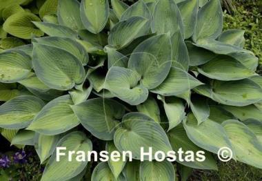 Hosta Paradise Joyce