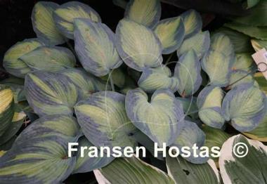 Hosta Paradise Joyce