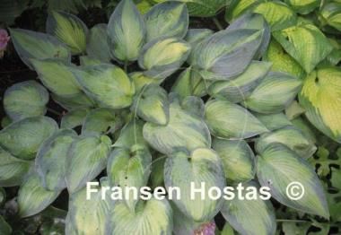 Hosta Paradise Joyce