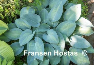 Hosta Paradise Joyce