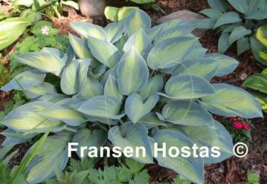 Hosta Paradise Joyce